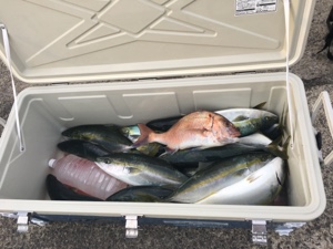 シーモンキー 釣果