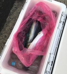 シーモンキー 釣果