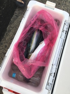 シーモンキー 釣果