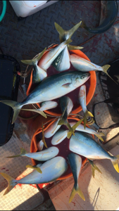 シーモンキー 釣果