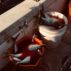 シーモンキー 釣果