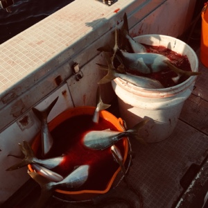 シーモンキー 釣果