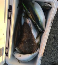 シーモンキー 釣果