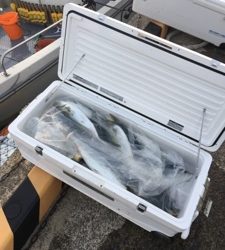 シーモンキー 釣果