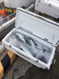 シーモンキー 釣果