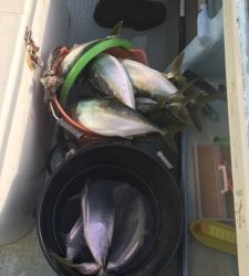 シーモンキー 釣果