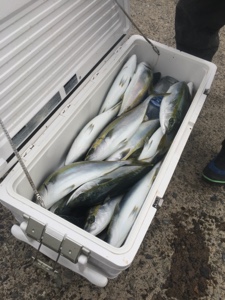 シーモンキー 釣果