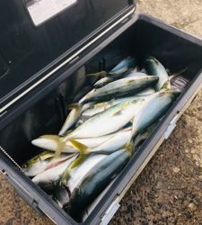 シーモンキー 釣果