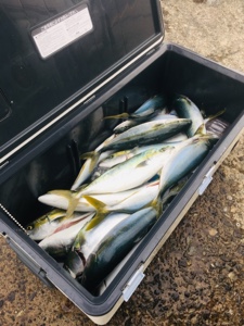 シーモンキー 釣果