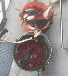 シーモンキー 釣果