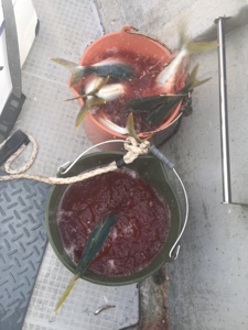 シーモンキー 釣果