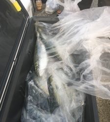 シーモンキー 釣果