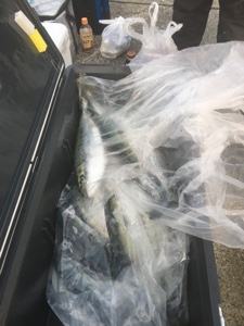 シーモンキー 釣果