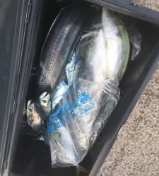 シーモンキー 釣果