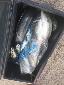 シーモンキー 釣果