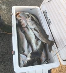 シーモンキー 釣果