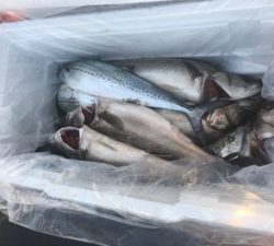 シーモンキー 釣果