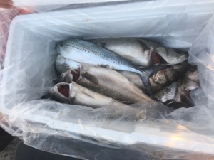 シーモンキー 釣果