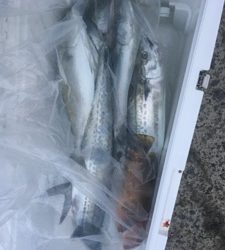 シーモンキー 釣果