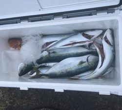 シーモンキー 釣果