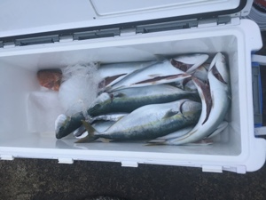 シーモンキー 釣果