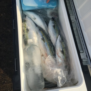 シーモンキー 釣果