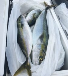 シーモンキー 釣果