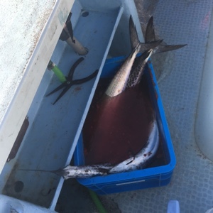 シーモンキー 釣果