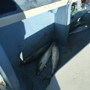 シーモンキー 釣果