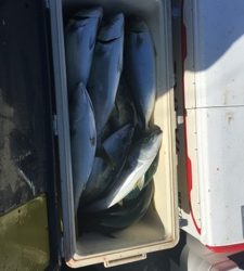 シーモンキー 釣果