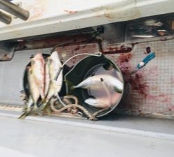 シーモンキー 釣果