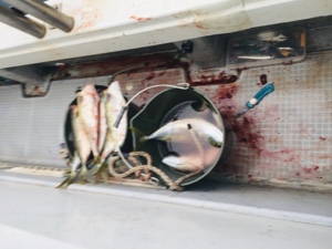 シーモンキー 釣果