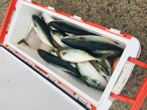 シーモンキー 釣果