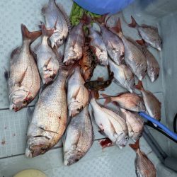 リトルワン 釣果