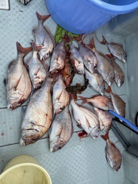 リトルワン 釣果