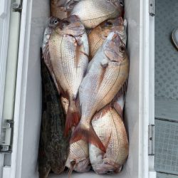 リトルワン 釣果