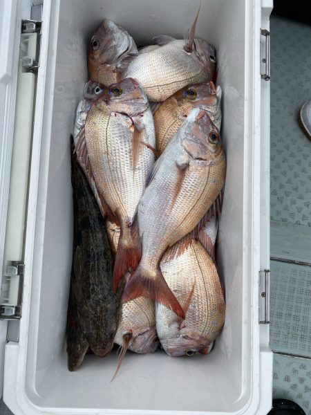 リトルワン 釣果