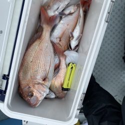 リトルワン 釣果