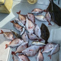 リトルワン 釣果