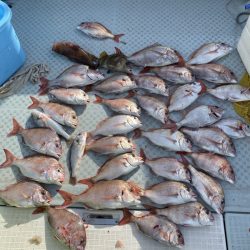 リトルワン 釣果