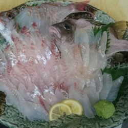 リトルワン 釣果