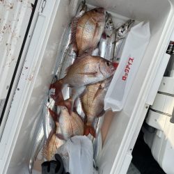 リトルワン 釣果