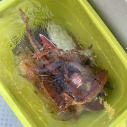 リトルワン 釣果