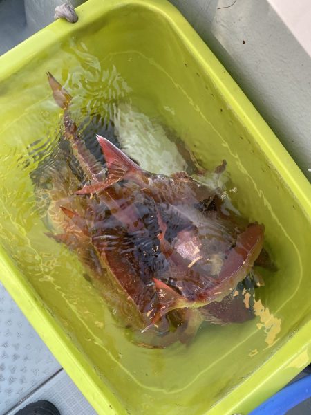 リトルワン 釣果