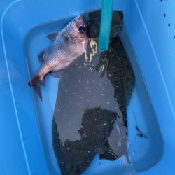 リトルワン 釣果