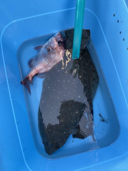 リトルワン 釣果