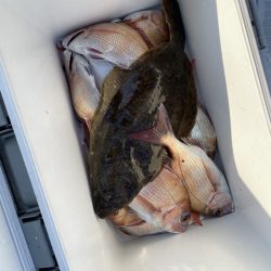 リトルワン 釣果