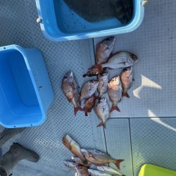 リトルワン 釣果