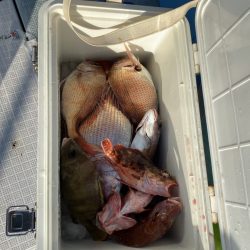 リトルワン 釣果