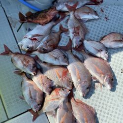 リトルワン 釣果